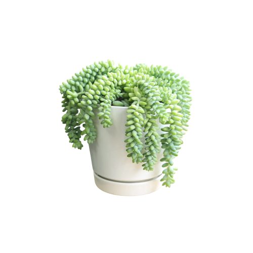 Donkey tail