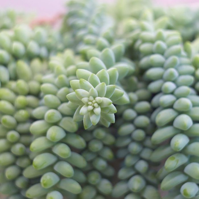 Donkey tail - Image 2