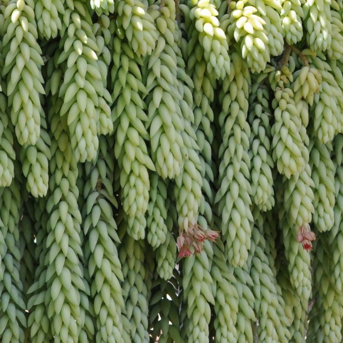Donkey tail - Image 3