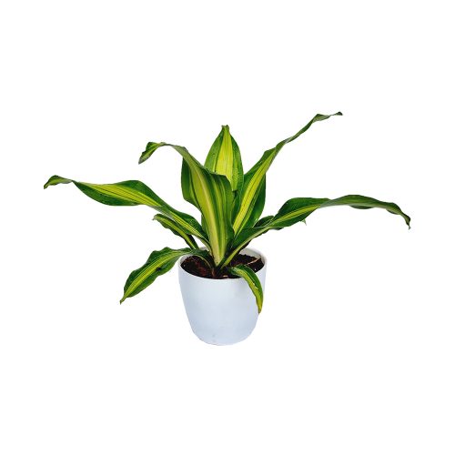 Draceana Victria White