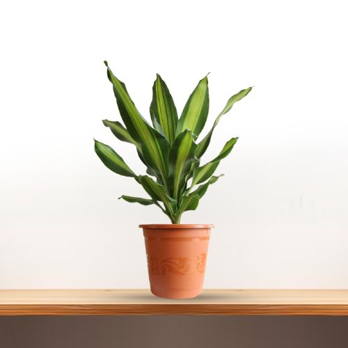 Dracena Darasingh