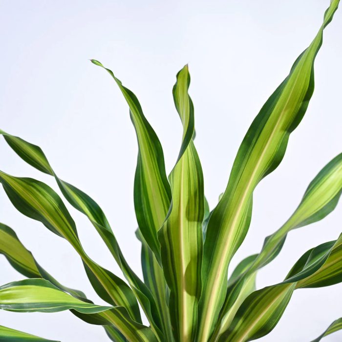 Dracena Darasingh - Image 2