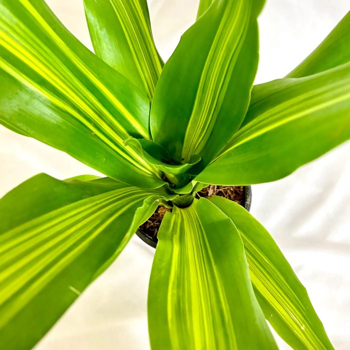 Dracena Darasingh - Image 3
