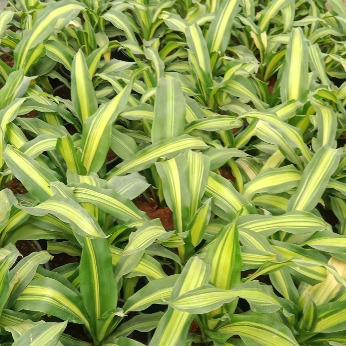 Dracena Darasingh - Image 4