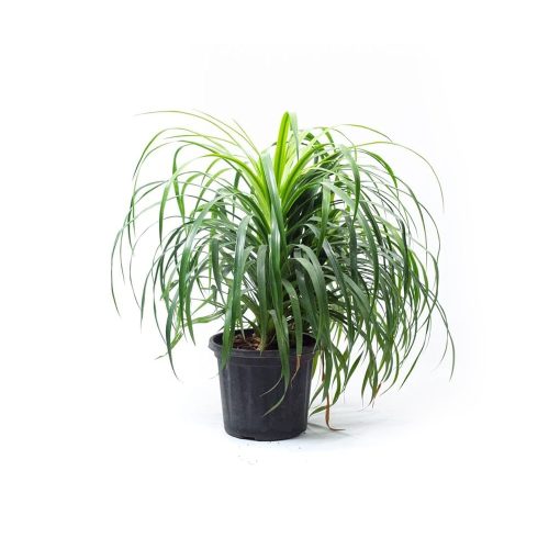 Dracena Draco Single Stem