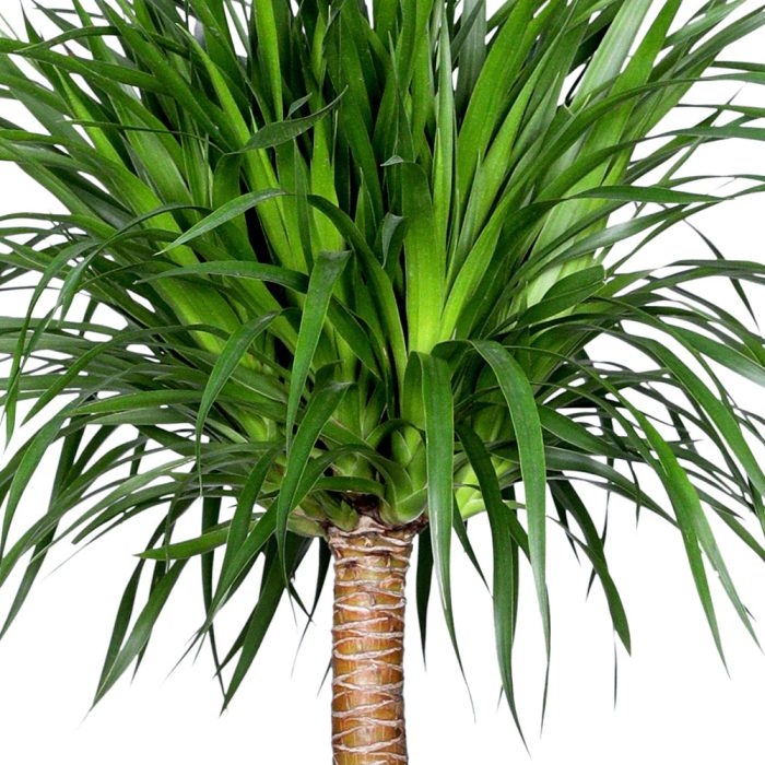 Dracena Draco Single Stem - Image 2