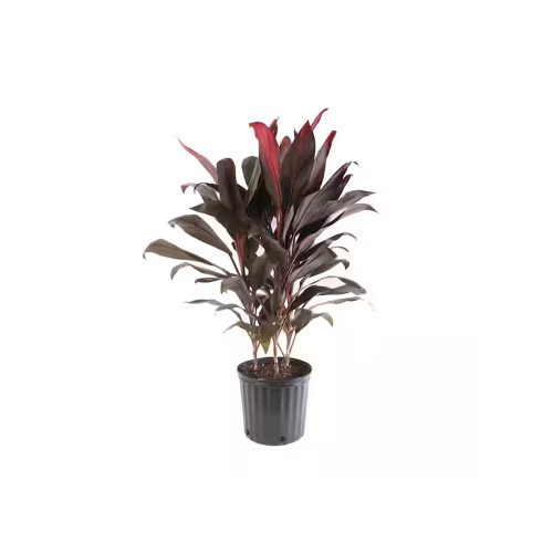 Dracena sulochana