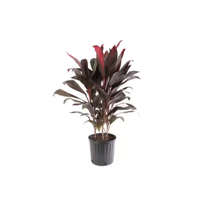 Dracena sulochana