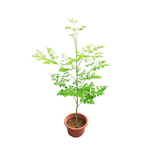 Drumstick Plant Seed Grown