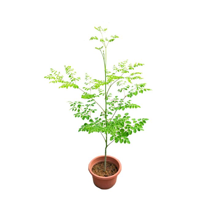 Drumstick Plant Seed Grown
