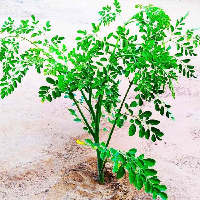 Drumstick Plant Seed Grown - Image 2