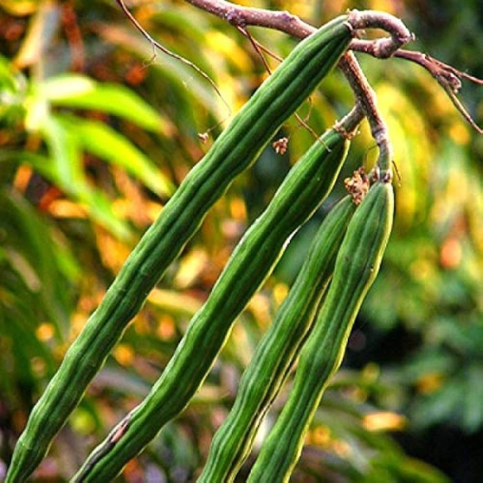 Drumstick Plant Seed Grown - Image 3