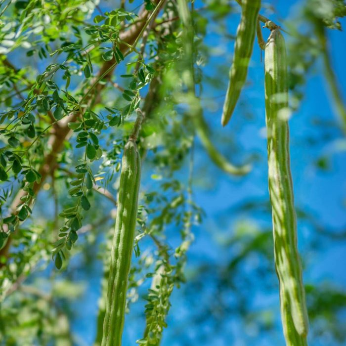 Drumstick Plant Seed Grown - Image 4