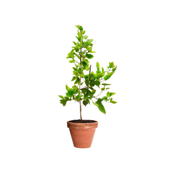 Ekabilvam