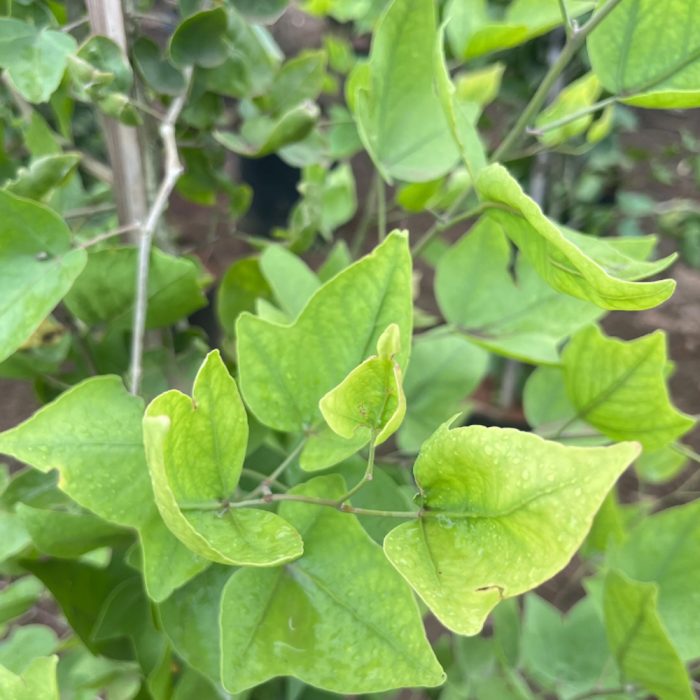 Ekabilvam - Image 3