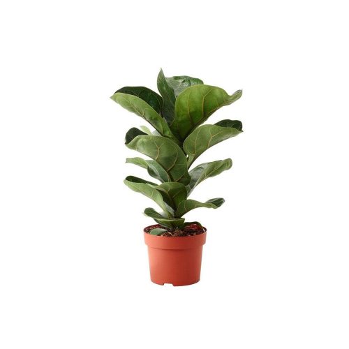 Ficus lyrata bambino