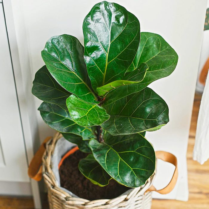 Ficus lyrata bambino - Image 2