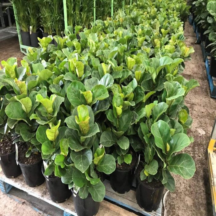 Ficus lyrata bambino - Image 3