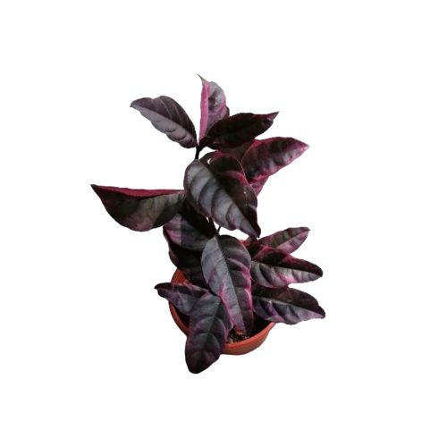 Graftophyllum