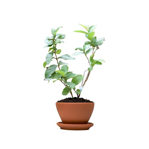 Grape Guava