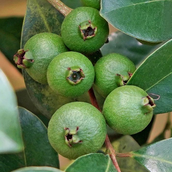 Grape Guava - Image 2