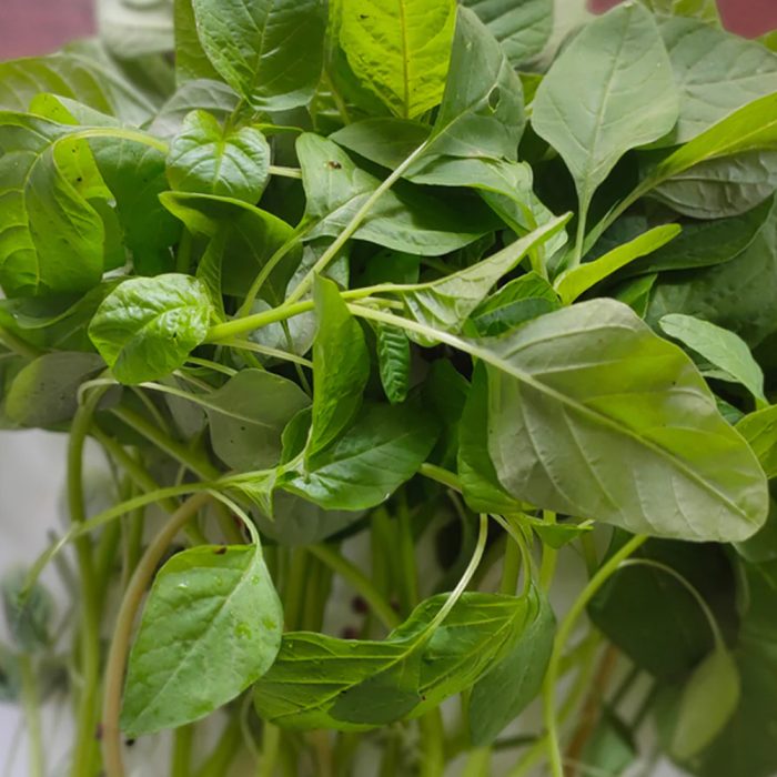 Green Ameranthas ( Thotakura ) - Image 2