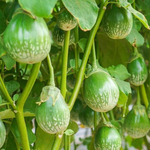 Green Brinjal