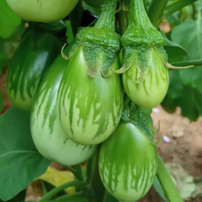 Green Brinjal - Image 2