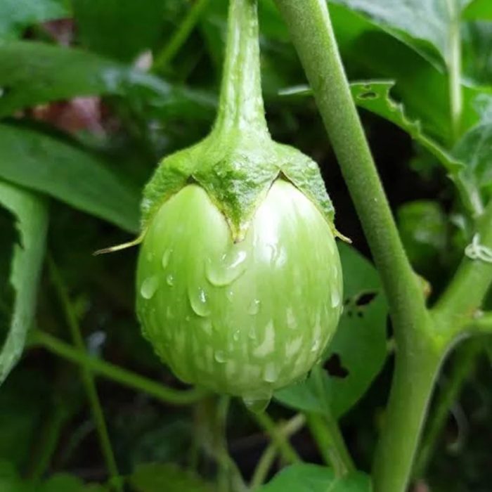 Green Brinjal - Image 3