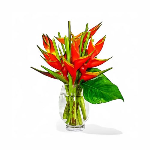 Heloconia red