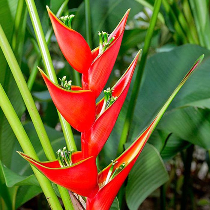 Heloconia red - Image 3