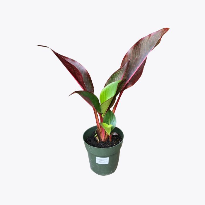 Heloconia rubra