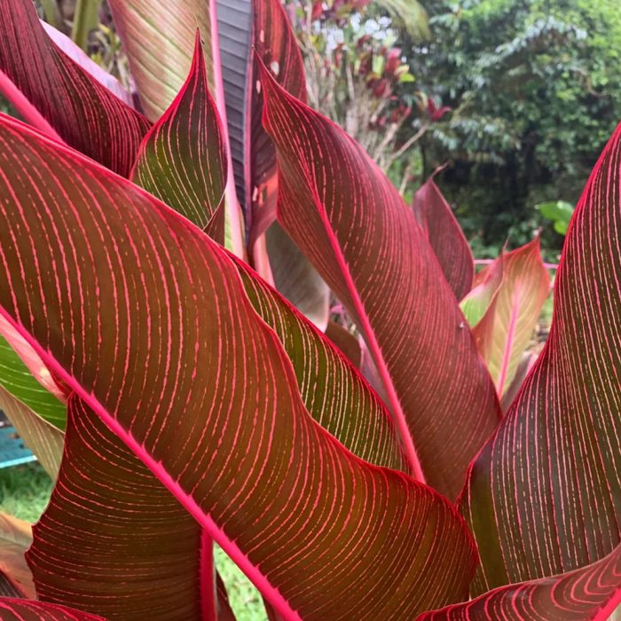 Heloconia rubra - Image 2