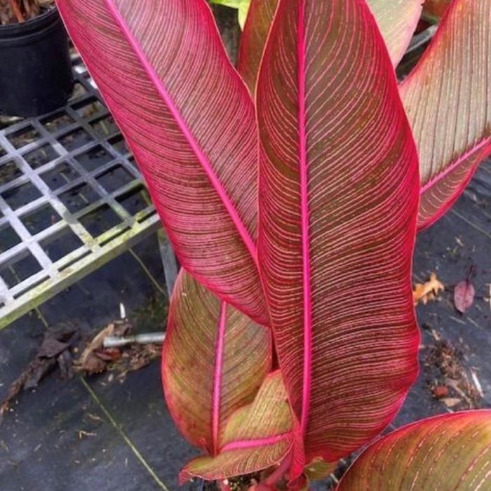 Heloconia rubra - Image 3