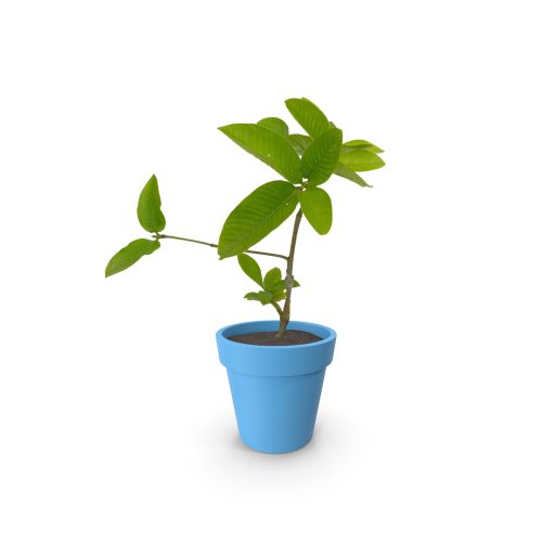 Hing Asafoetida