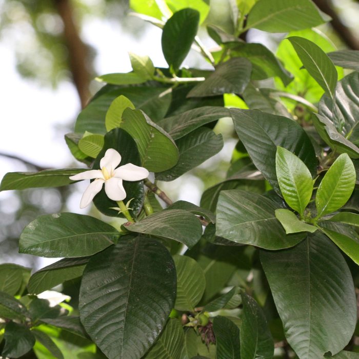 Hing Asafoetida - Image 2