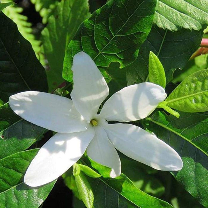 Hing Asafoetida - Image 4