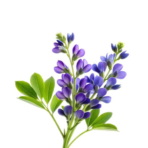Indigo