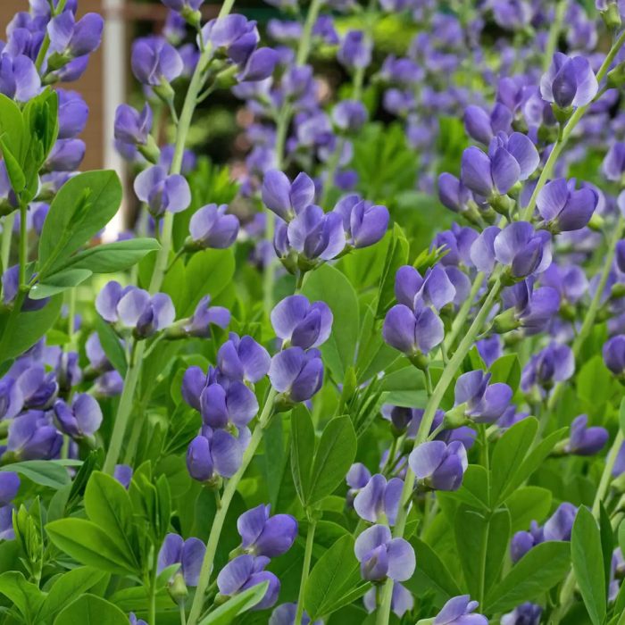 Indigo - Image 4