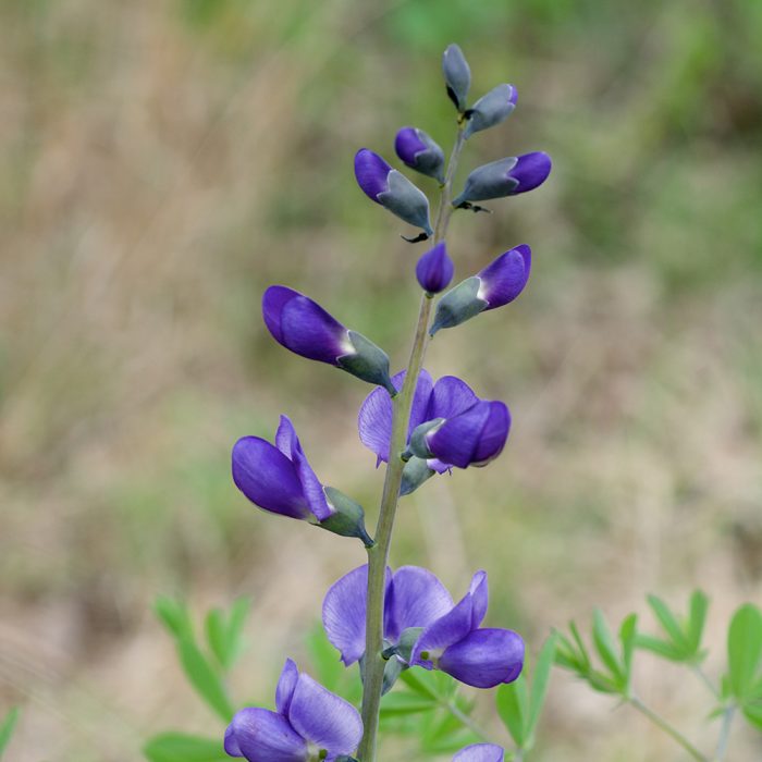 Indigo - Image 5