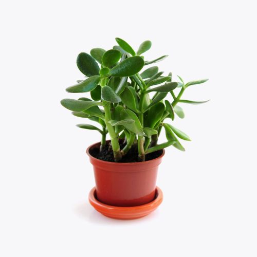 Jade plant
