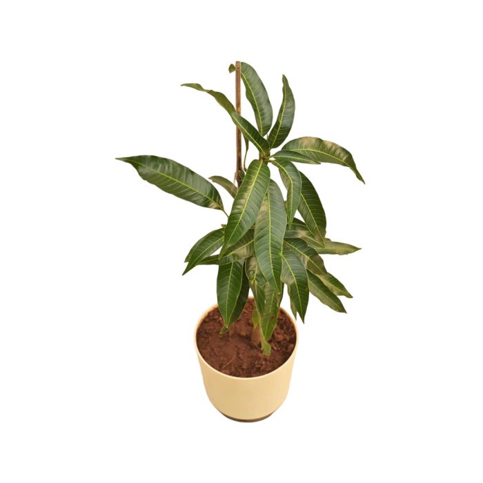 Jalal mango