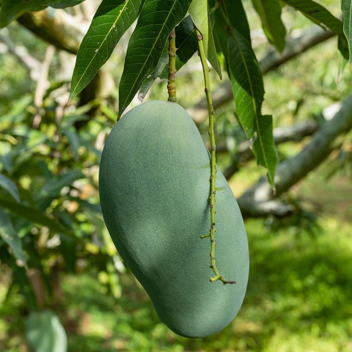 Jalal mango - Image 2