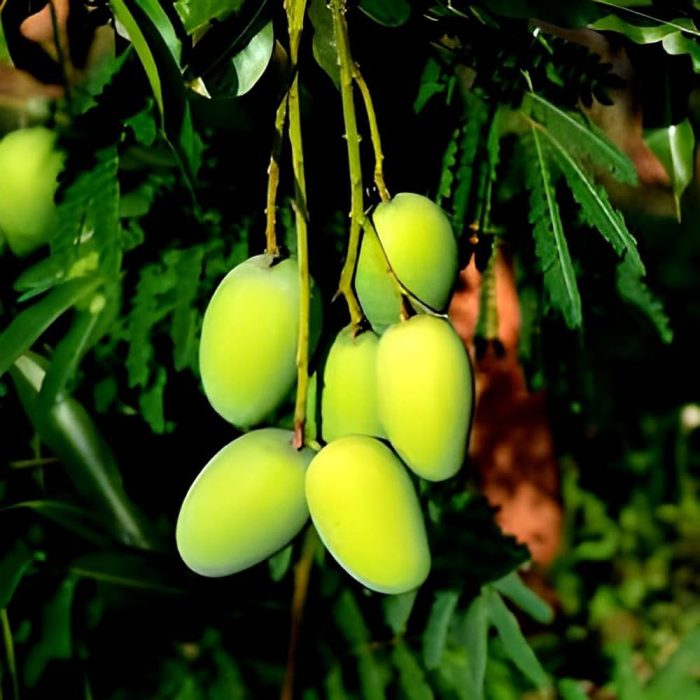 Jalal mango - Image 3