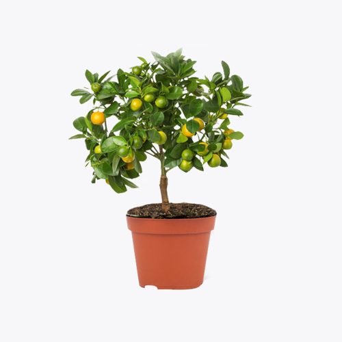 Kagzi Lemon / కాగ్జి నిమ్మ