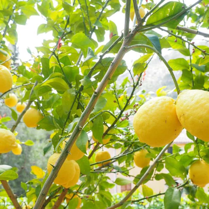 Kagzi Lemon / కాగ్జి నిమ్మ - Image 2