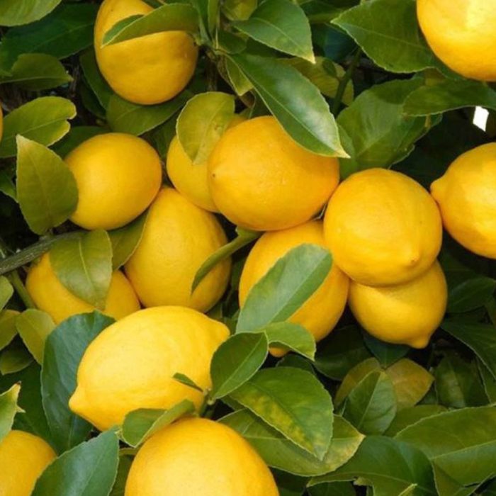 Kagzi Lemon / కాగ్జి నిమ్మ - Image 3