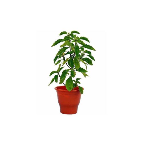 Kapoor Tulsi / కర్పూర తులసి