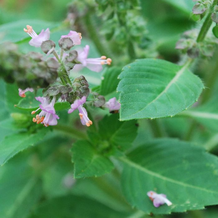 Kapoor Tulsi / కర్పూర తులసి - Image 2