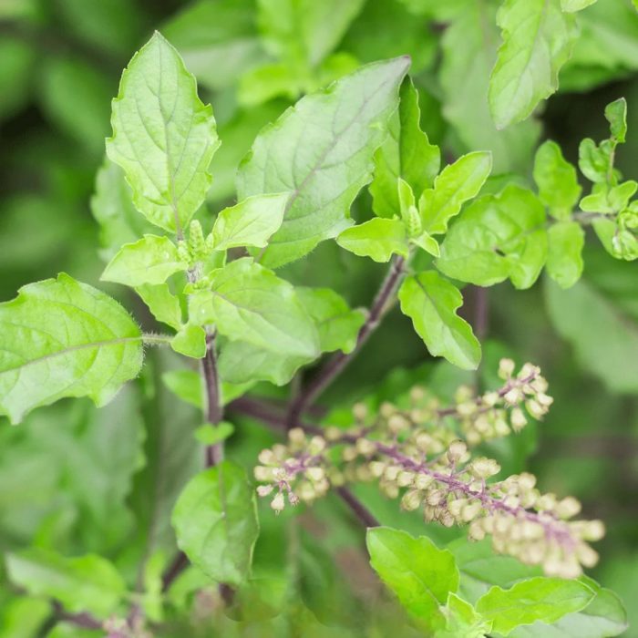 Kapoor Tulsi / కర్పూర తులసి - Image 3
